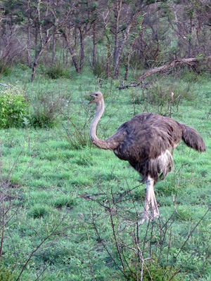 Ostrich, Kruger, South Africa 2013